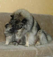 Продаются щенки кеесхонда/вольфшпица - Изображение #2, Объявление #54134