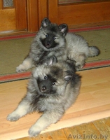 Продаются щенки кеесхонда/вольфшпица - Изображение #1, Объявление #54134