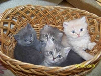 Котята скоттиш страйт - Изображение #1, Объявление #70132