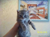 Котята скоттиш страйт - Изображение #3, Объявление #70132