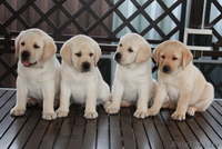 высокопородные палевые щенки лабрадора! - Изображение #1, Объявление #60625