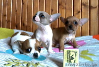 Щенки ЧихуаХуа  в  Минске - Изображение #1, Объявление #62229