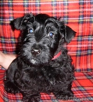 СКОТЧ-ТЕРЬЕР щенки - Изображение #1, Объявление #72654