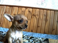 Щенки ЧихуаХуа  в  Минске - Изображение #3, Объявление #62229