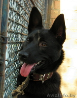 Бусина - лаечка роскошного угольно-черного окраса! - Изображение #1, Объявление #72770