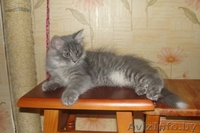 Сибирские котята - Изображение #1, Объявление #73803