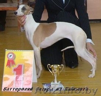 Уиппет (малая английская борзая) - Изображение #1, Объявление #69323