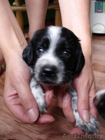 Щенки русского спаниеля - Изображение #1, Объявление #67999