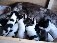 Щенки русского спаниеля - Изображение #2, Объявление #67999