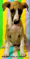 Уиппет (малая английская борзая) - Изображение #3, Объявление #69323