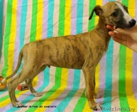 Уиппет (малая английская борзая) - Изображение #4, Объявление #69323