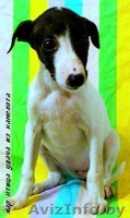 Уиппет (малая английская борзая) - Изображение #5, Объявление #69323