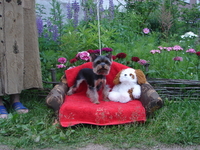 Йоркширского Терьера продам - Изображение #2, Объявление #70670