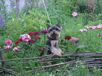 Йоркширского Терьера продам - Изображение #3, Объявление #70670