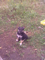 щенки двортерьера - Изображение #3, Объявление #68228