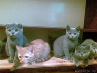 плюшевые британцы - Изображение #2, Объявление #71155