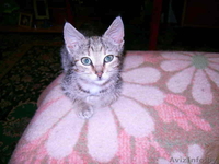В дар полосатенькая кошечка - Изображение #1, Объявление #61758