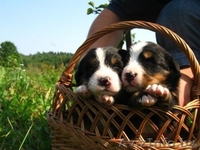 Щенки Бернского зенненхунда.  Отличная родословная. - Изображение #3, Объявление #69327