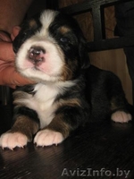 Щенки Бернского зенненхунда.  Отличная родословная. - Изображение #2, Объявление #69327