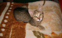 В дар полосатенькая кошечка - Изображение #4, Объявление #61758