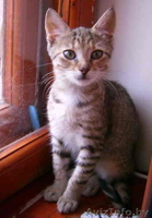 В дар полосатенькая кошечка - Изображение #3, Объявление #61758