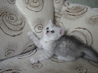 Элитные британские короткошерстные котята - Изображение #4, Объявление #67306