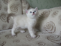 Элитные британские короткошерстные котята - Изображение #2, Объявление #67306