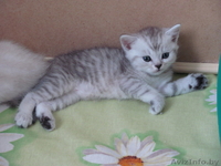 Элитные британские короткошерстные котята - Изображение #3, Объявление #67306
