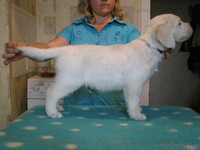 золотые щеночки - Изображение #2, Объявление #66927