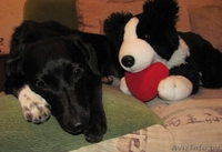 В дар - собака, девочка, 38 см. в холке, чёрненькая в белых носочках - Изображение #2, Объявление #69663