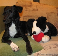 В дар - собака, девочка, 38 см. в холке, чёрненькая в белых носочках - Изображение #1, Объявление #69663
