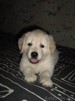 Продам щенков голден ретривера - Изображение #1, Объявление #56339