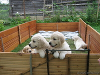 Продам щенков голден ретривера - Изображение #2, Объявление #56339