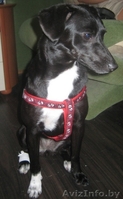В дар - собака, девочка, 38 см. в холке, чёрненькая в белых носочках - Изображение #3, Объявление #69663