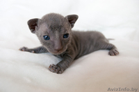 Котята корниш-рекс голубого окраса - Изображение #1, Объявление #71814