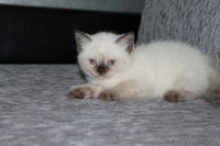 Продажа элитных британских короткошерстных котят - Изображение #1, Объявление #67561