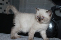 Продажа элитных британских короткошерстных котят - Изображение #3, Объявление #67561
