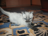 Котята сибирской кошки - Изображение #2, Объявление #66846