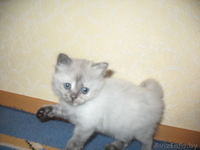 Котята сибирской кошки - Изображение #4, Объявление #66846