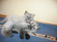 Котята сибирской кошки - Изображение #1, Объявление #66846