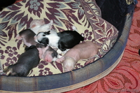 Китайская Хохлатая собачка - Изображение #1, Объявление #15018