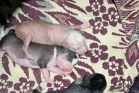 Китайская Хохлатая собачка - Изображение #3, Объявление #15018