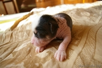 Китайская Хохлатая собачка - Изображение #2, Объявление #15018