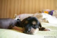 Китайская Хохлатая собачка - Изображение #4, Объявление #15018