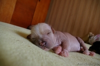 Китайская Хохлатая собачка - Изображение #5, Объявление #15018