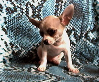 Щенки ЧиХуаХуа в  Минске - Изображение #2, Объявление #63064