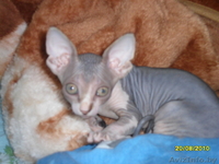 Продается котенок сфинкса - Изображение #2, Объявление #68989