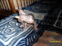 Продается котенок сфинкса - Изображение #3, Объявление #68989