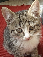 Подарю котят 1,5 мес - Изображение #1, Объявление #65636