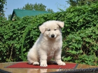 щенки белой швейцарской овчарки - Изображение #2, Объявление #64866